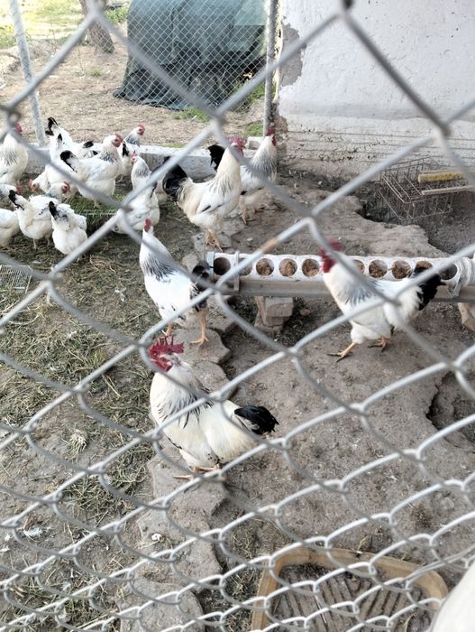 Петух  Адлер 4шт