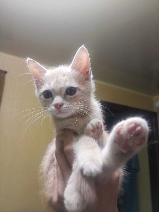 Котик ласковый, игривый