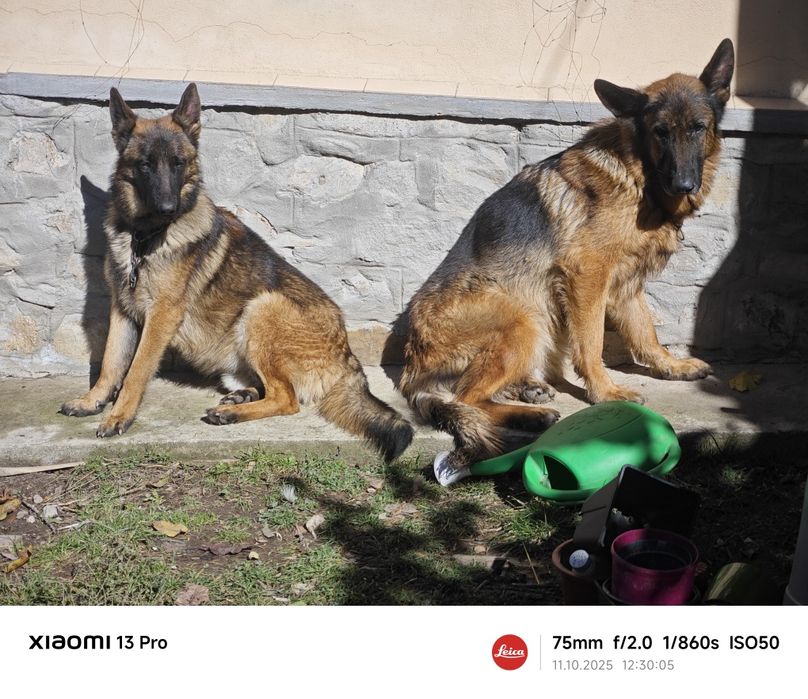 Donez câine lup, metis Malinois și Ciobesc German