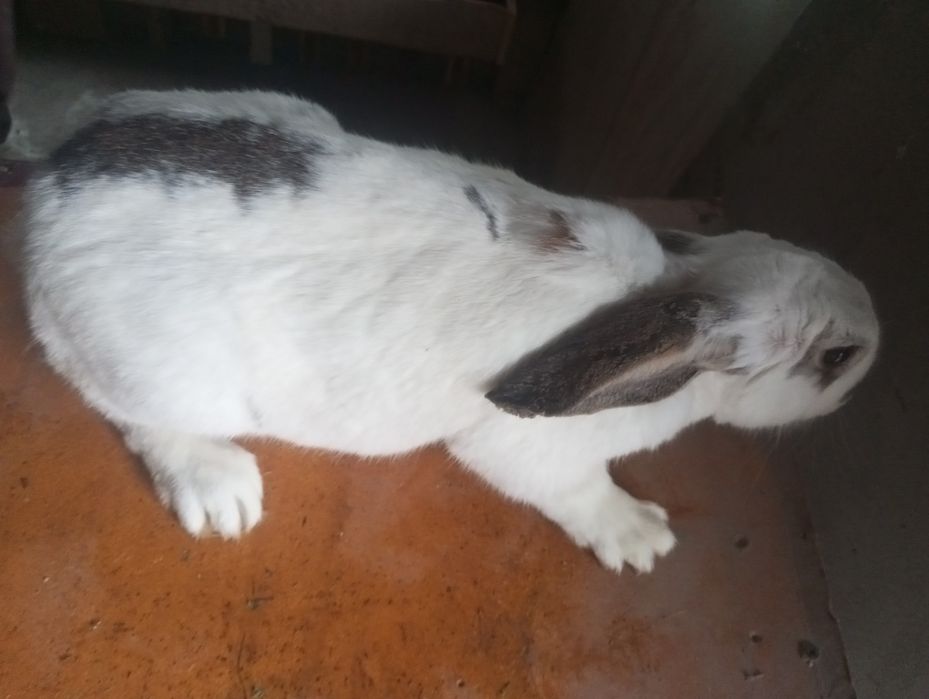 Quyonlar sotiladi damashni quyonlar yeb ichishiga javob arzon beramiz