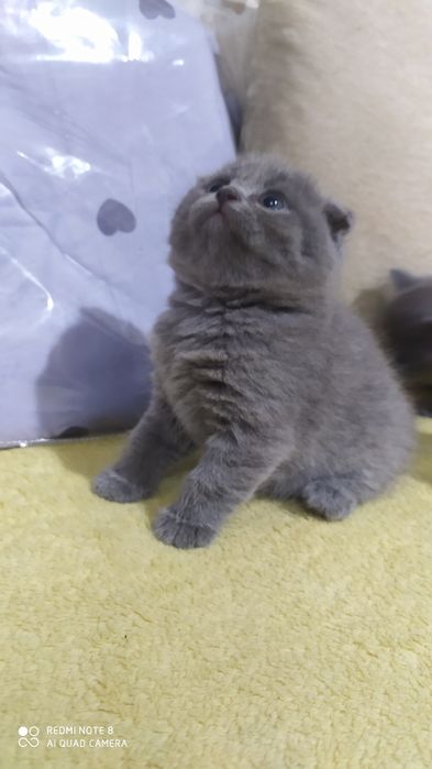 Чистокровные Шотландские Вислоухие котята Фолд
