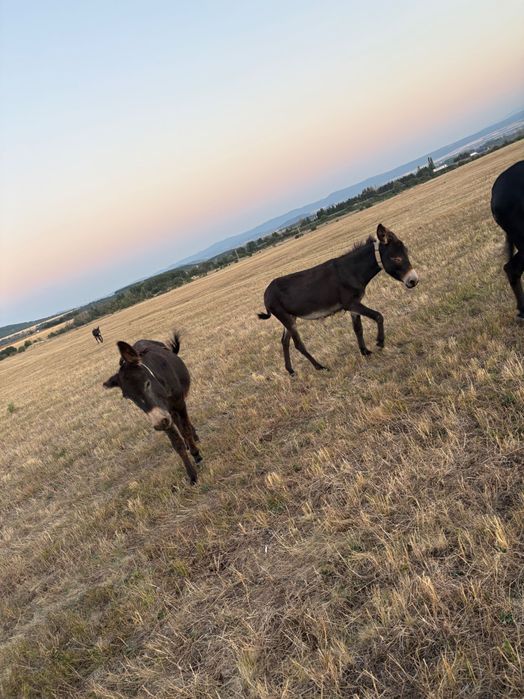 Продавам бременни магарици