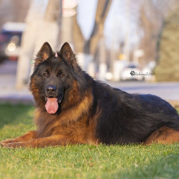 Немецкие овчарки