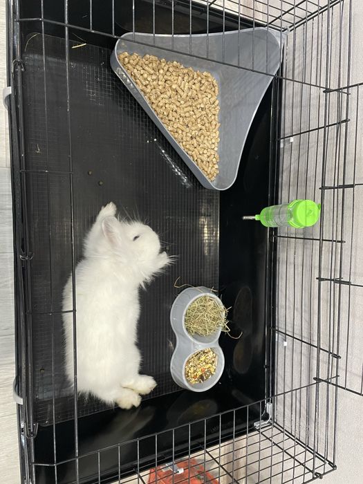 Кролик с клеткой