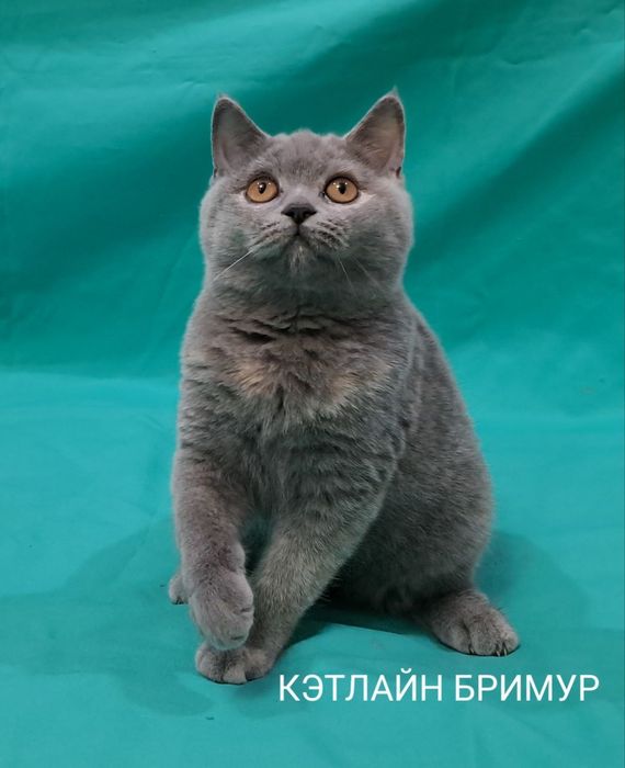 Британские котята. Питомник.