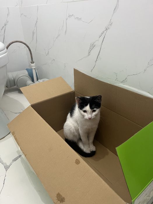 Ласковый котенок в добрые руки