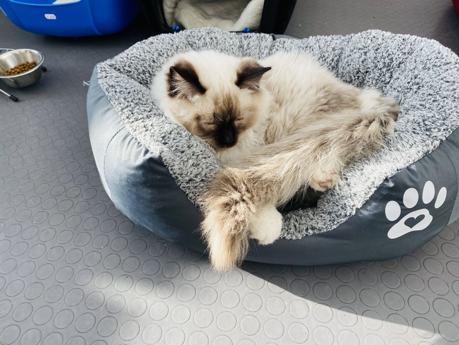 Легла за домашни любимци