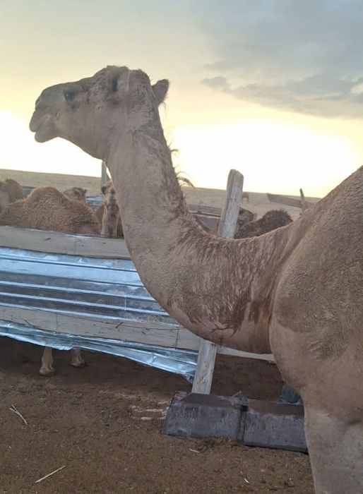 Түйе сатылады ssss