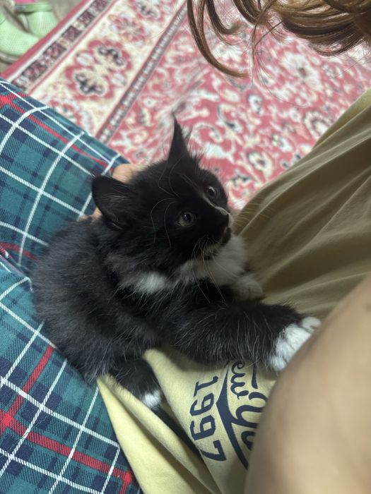 продам маленькую кошку