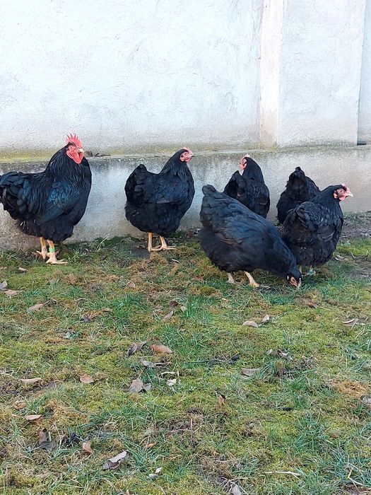 Ouă plymouth albastru și negru