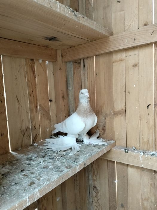 Продам голубей, голуби продажа