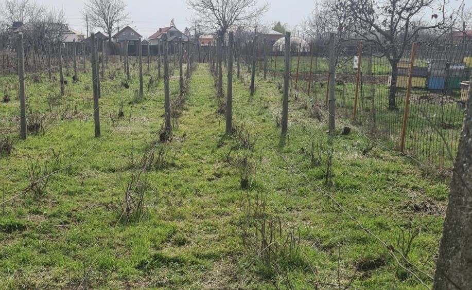 Casa de vanzare in comuna Coteana cu teren generos