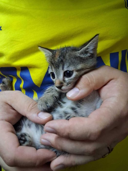 Pui pisica pentru adoptie