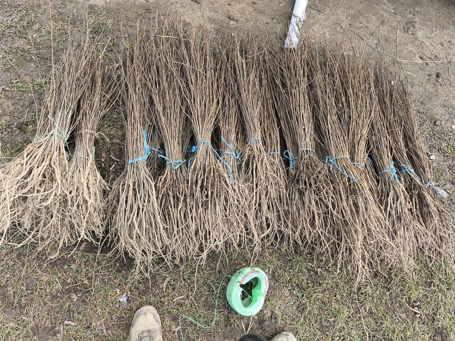 Puieții salcâm la preț redus