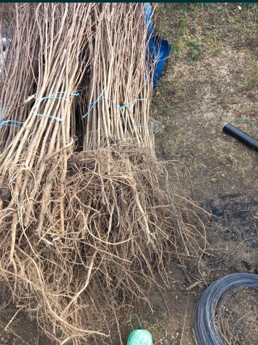 Puieți salcâm frasin fag carpen ulm plop mesteacăn brad molid Tei arin