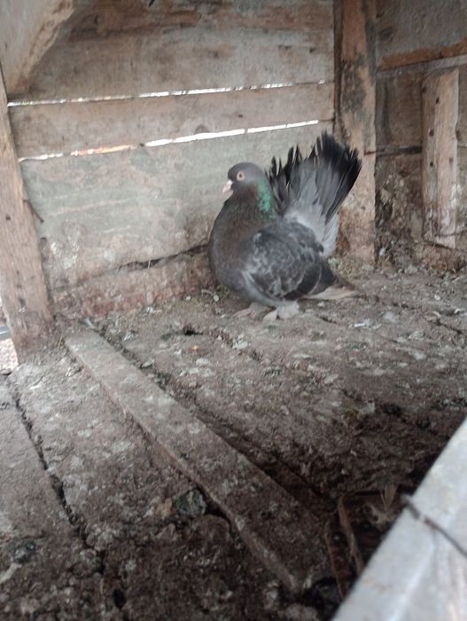 Porumbel roleri de Cluj