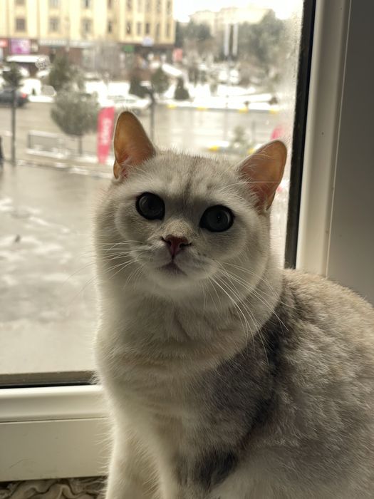 Серебристая Шиншилла