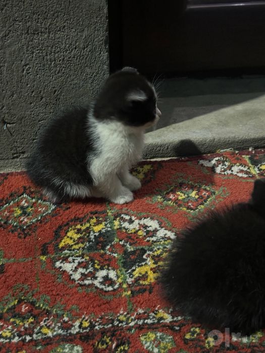 бесплатные котята 2шт