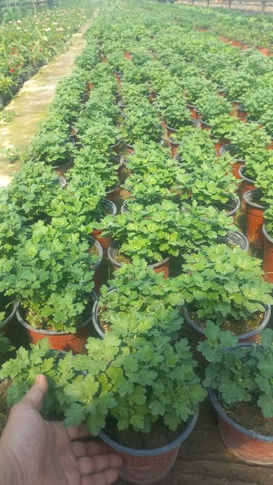 Хризантема     .