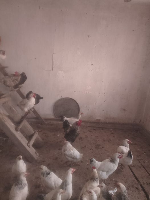 Кораз петух жас .