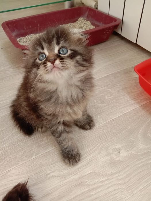 Шотландские котята