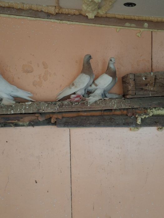 Продам голубей самцы