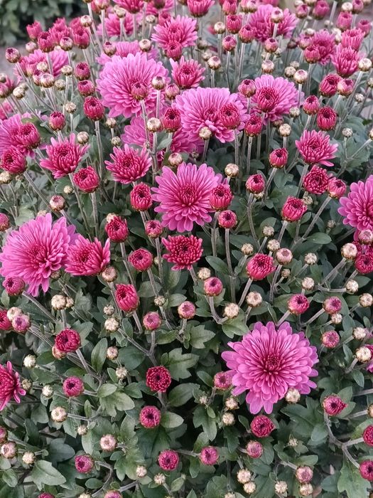 Хризантема мультифлора маточники!