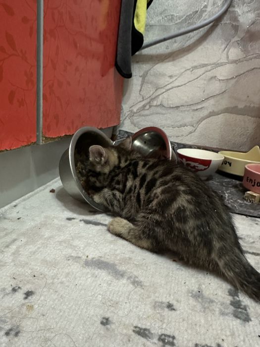 Милые бенгалки ищут родителей!