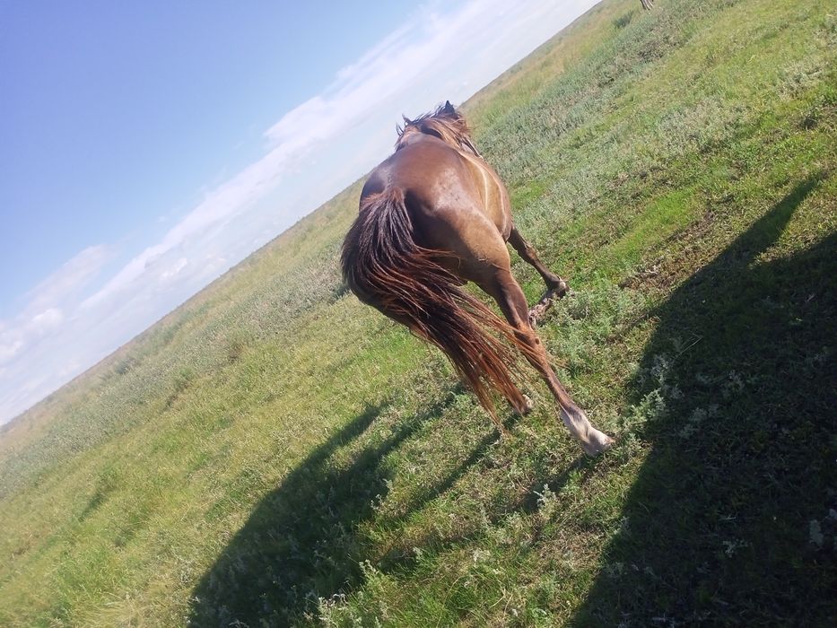 Продам кабылка 5 летка и 4 лет .