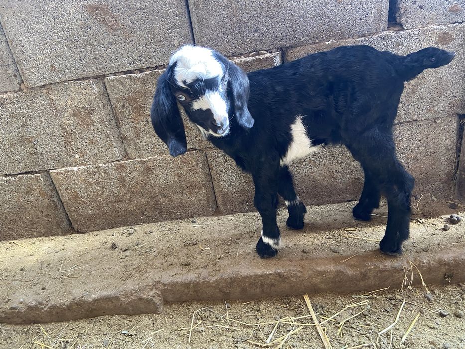 Козы мен ешкілер