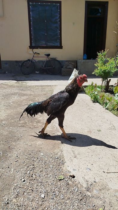 Dakan xoʻroz sotiladi 2 dona bor