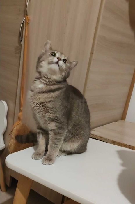 Милая кошечка ищет дом