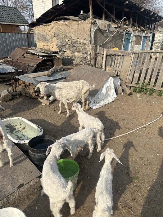 Шібіштер лағымен сүтті