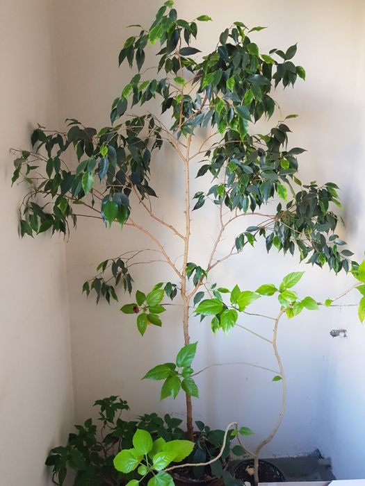 Бенджамин дърво.