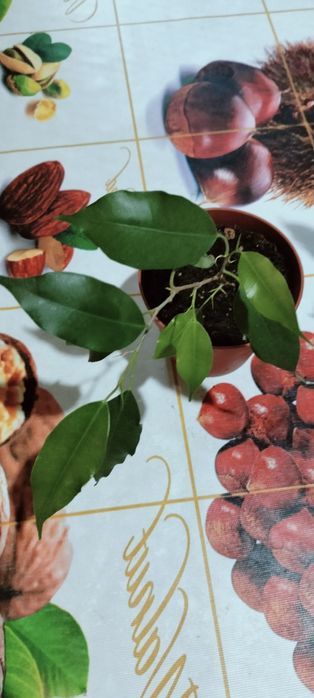 Фикус Бенджамина.