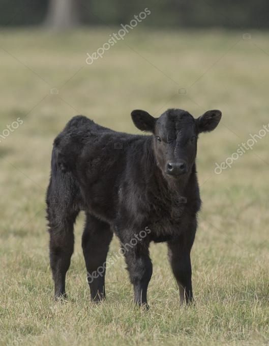 3 ұрғашы бұзаулар сатылады