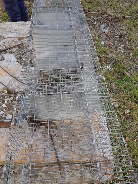 Vand custi chinchilla, iepuri, pasari