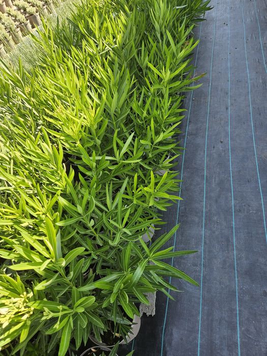 Leandru, culori bătute!