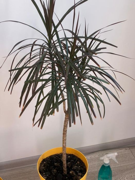 Драцена продам комнатное растение