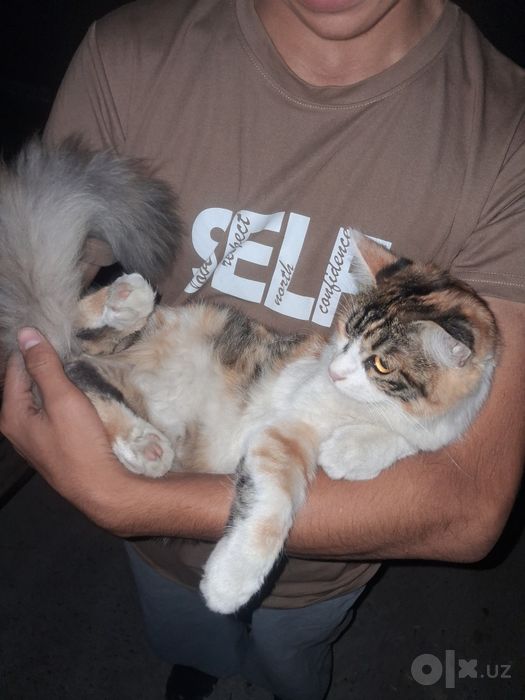 Domestic Longhair