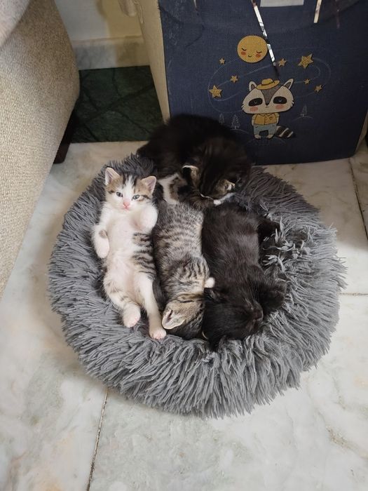 Котята, 1 мальчик и две девочки,, приучены к лотку.
