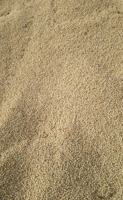 MAZARE C1 recolta 2025