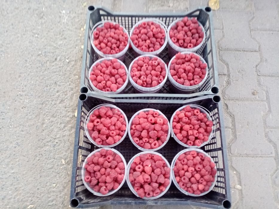 Продам саженцы малины Геракл