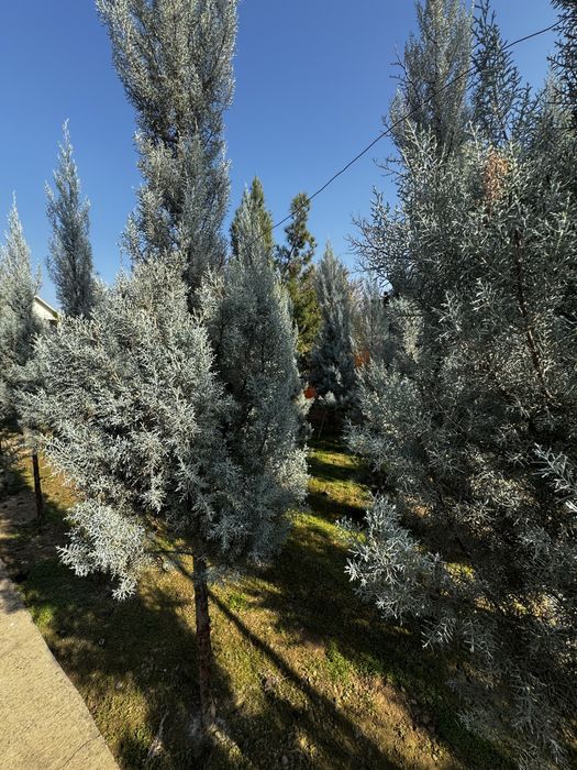 Продаются голубые ели