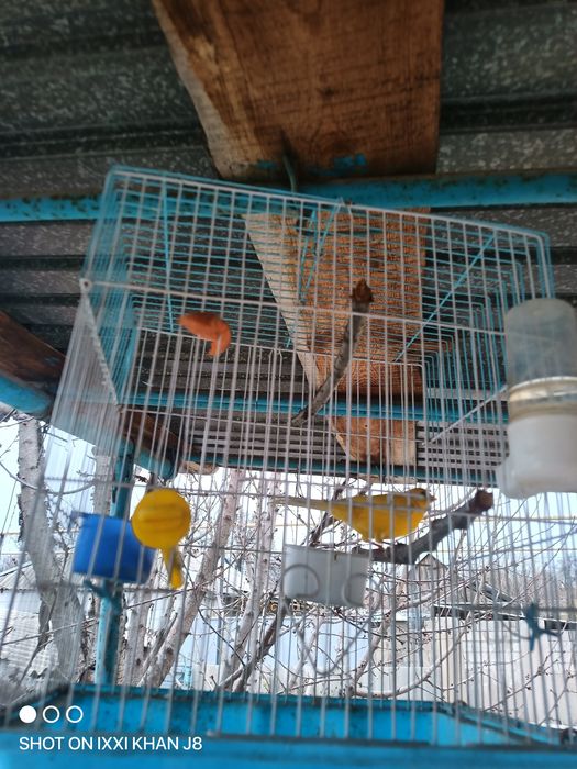 Канорейки разные самцы