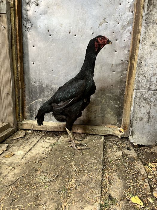 Дакан мекені сатылады