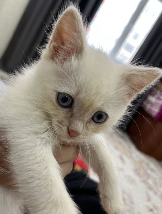 Котёнок 1,5 месяца