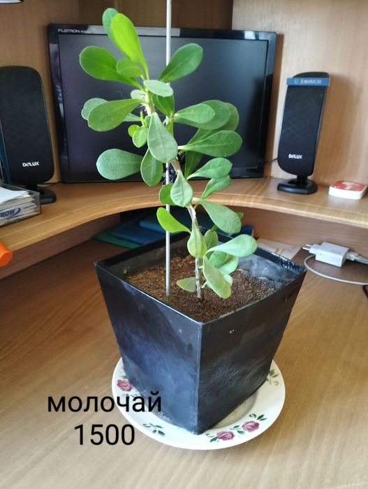 Комнатные растения