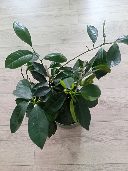 Комнатное мандариновое дерево.