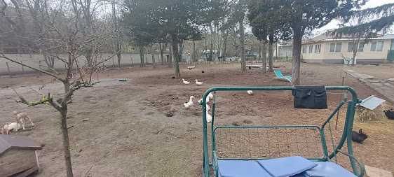 Продавам зайци, петли и патици за консумация + декоративно козле